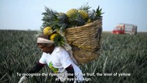 Amazing Agriculture Technology – Pineapple | अन्नानास की खेती | ananas ki kheti
