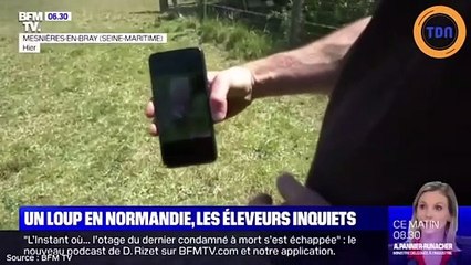 Normandie : La présence confirmée d'un loup fait paniquer les éleveurs