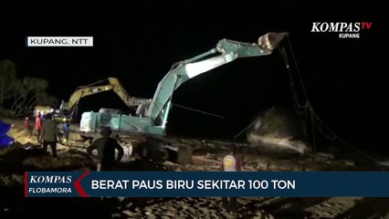 Proses Penguburan Paus Biru Yang Terdampar di Kupang Gagal