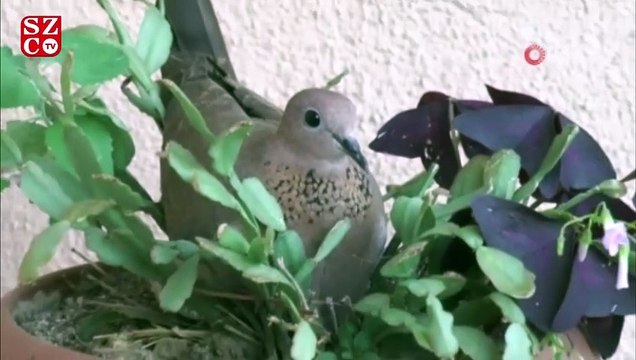 Evin balkonundaki yılbaşı çiçeği kumruların yuvası oldu