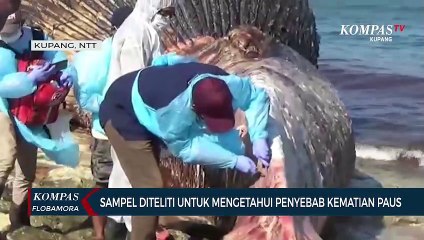 Video herunterladen: Tim Dokter Hewan Selidiki Kematian Paus Yang Terdampar di Kupang