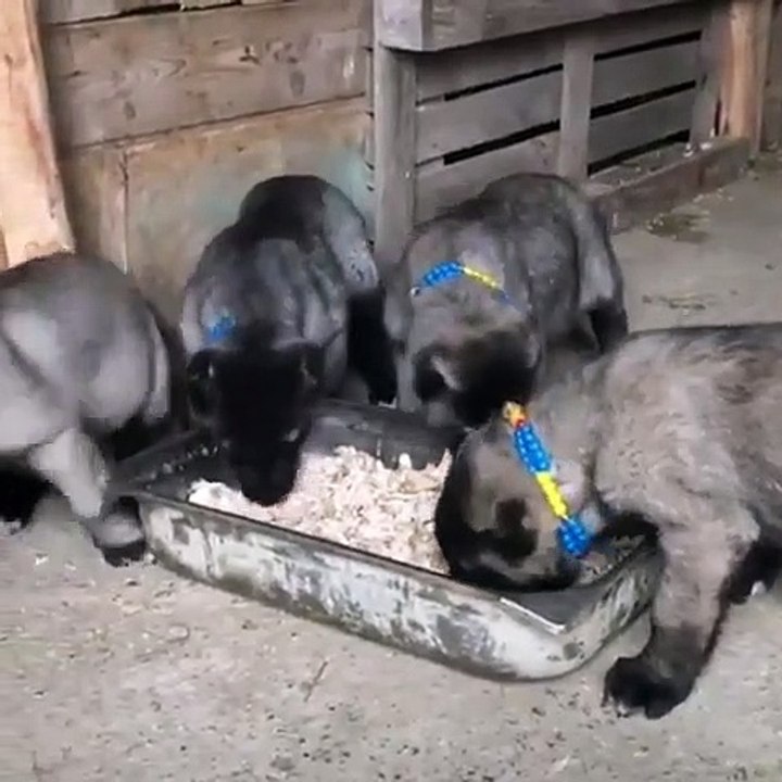 SiVAS KANGAL YAVRULARININ SABAH KAHVALTI SAATi -  KANGAL DOG PUPPiES BREAKFAST
