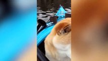 Shiba Inu Doggos!! Cute and Funny Videos