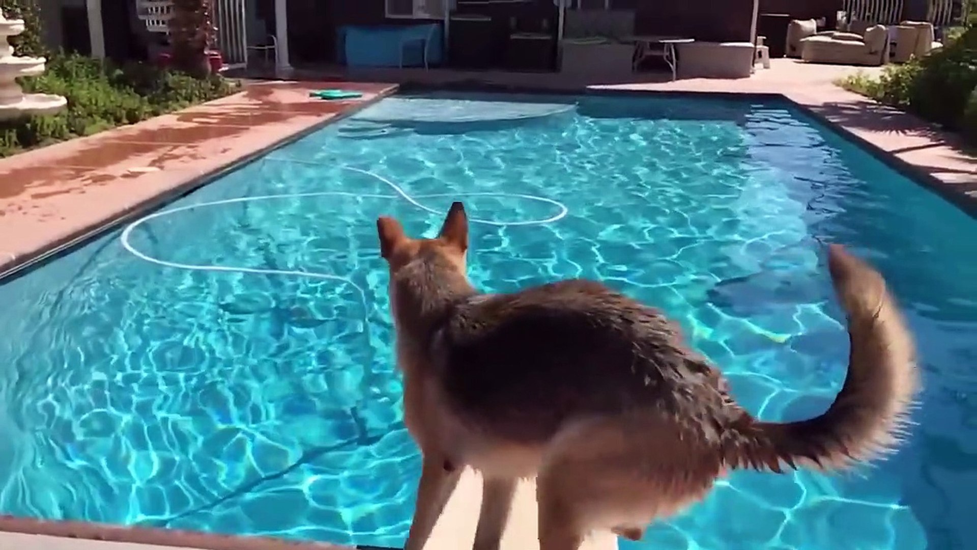 Swimming Pets! Funny Pet Videos