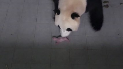 Primera cría de oso panda gigante que nace en Corea del Sur
