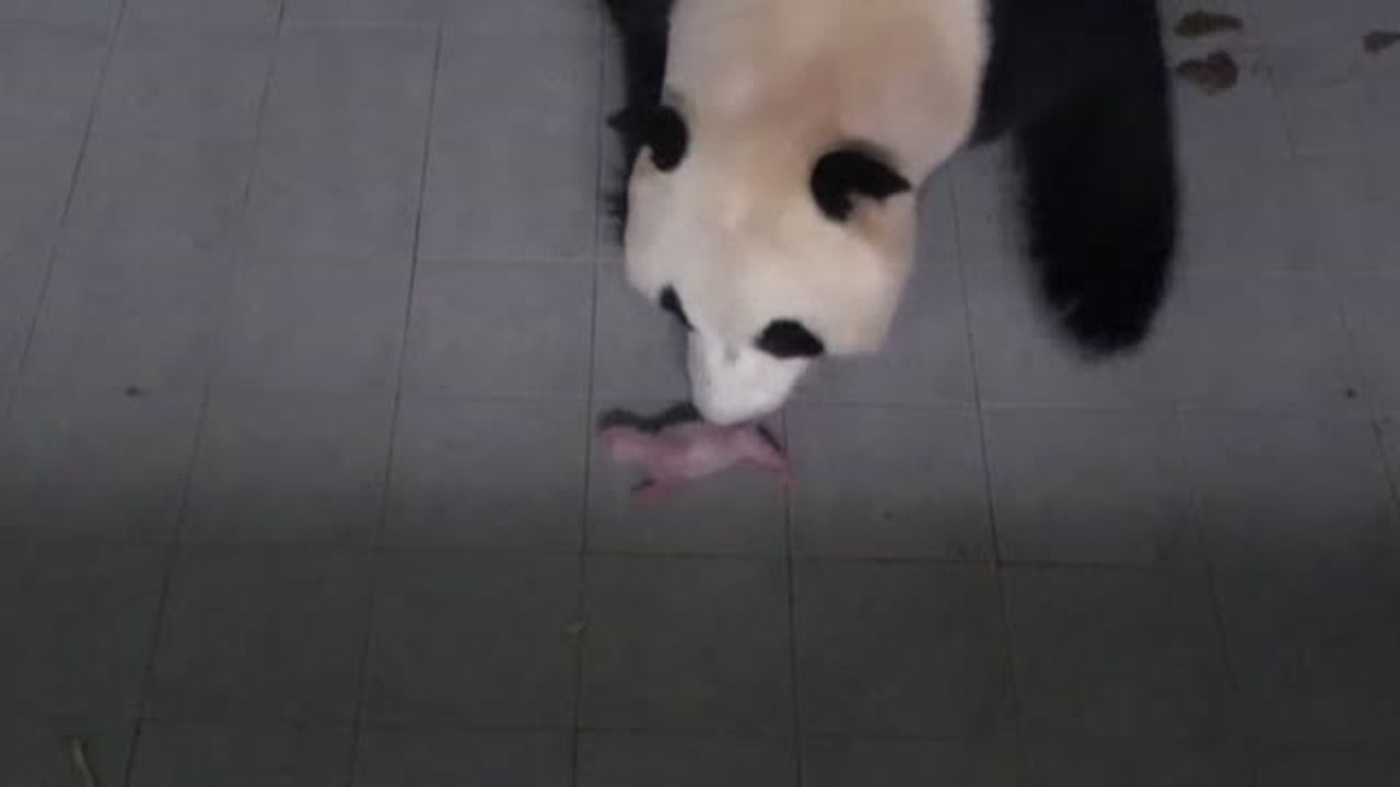 Primera cría de oso panda gigante que nace en Corea del Sur