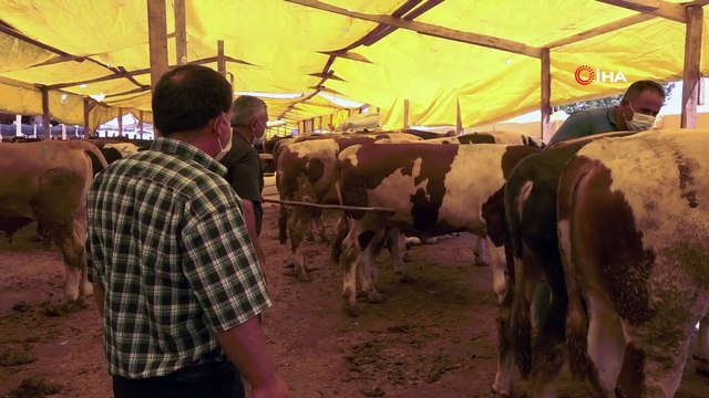 Yaklaşan Kurban Bayramı öncesi veteriner hekimler 24 saat görevde