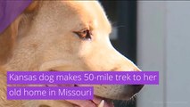 Kansas dog makes 50-mile trek to her old home in Missouri, and other top stories from July 23, 2020.