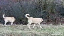 ANADOLU COBAN KOPEKLERi ile GEZiNTi - ANATOLiAN SHEPHERD DOG with WALK