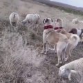 ANADOLU COBAN KOPEKLERi KOYUN NOBETi HAZIR KITA - ANATOLiAN SHEPHERD DOGS and SHEEPS