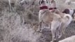 ANADOLU COBAN KOPEKLERi KOYUN NOBETi HAZIR KITA - ANATOLiAN SHEPHERD DOGS and SHEEPS