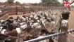 TABASKI 2020: attention aux moutons malades vendus !