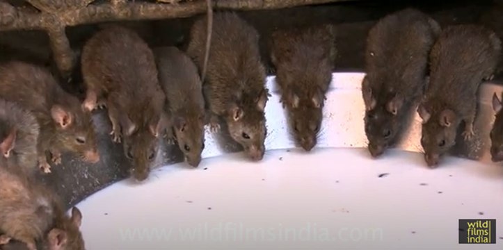 Karni mata rat temple in Deshnok
