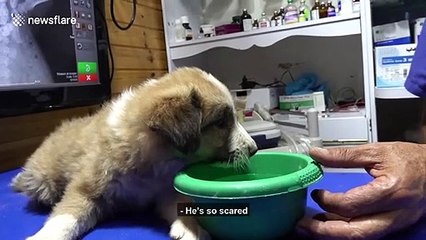 Injured puppy that couldn't walk rescued and treated in Jordan