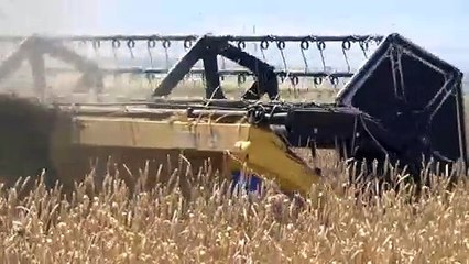 Muş'ta hububat hasadından bir milyar liralık gelir beklentisi