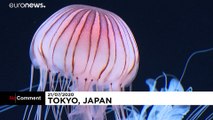شاهد حوض سمك بانورامي مخصص لقناديل البحر في اليابان