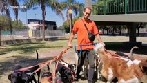 Meet the professional dog walkers of Argentina who went viral during coronavirus lockdown