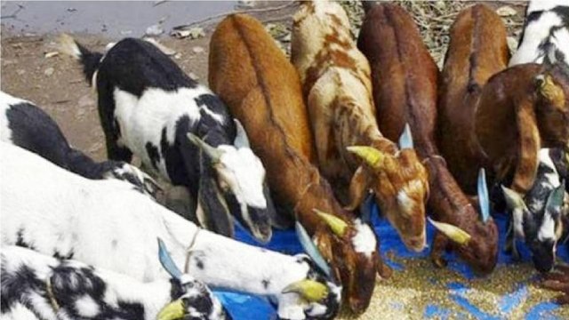 Bakrid and lockdown spark debate in MP-UP