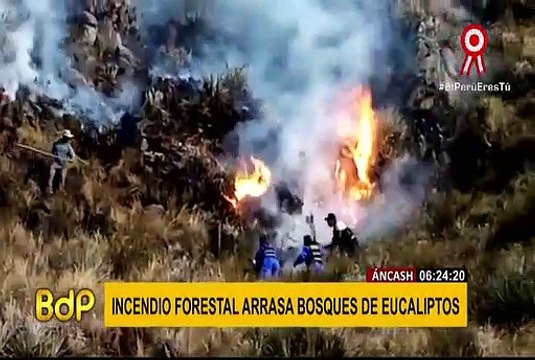 Áncash: incendio forestal arrasa siete hectáreas de bosques de eucaliptos