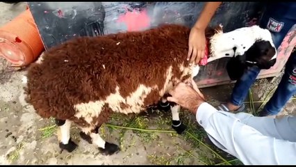 Bakra lene jane se pily zoorar dakin