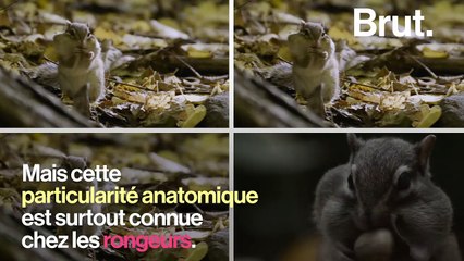 Comment les rongeurs stockent-ils leur nourriture ?