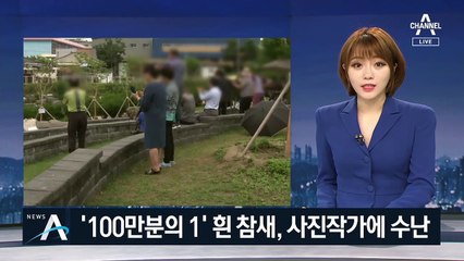 좋은 사진 한 장 때문에…‘100만분의 1’ 흰 참새 수난