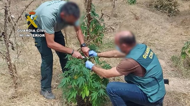 Desmantelada una plantación de marihuana en una isla en la confluencia de los ríos Duero y Pisuerga