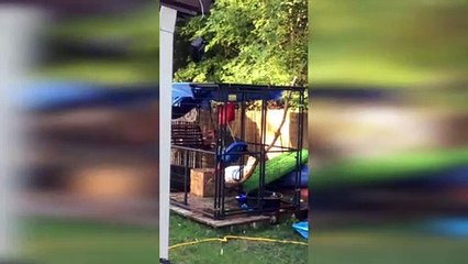 Racoons Spend Playtime on Swing