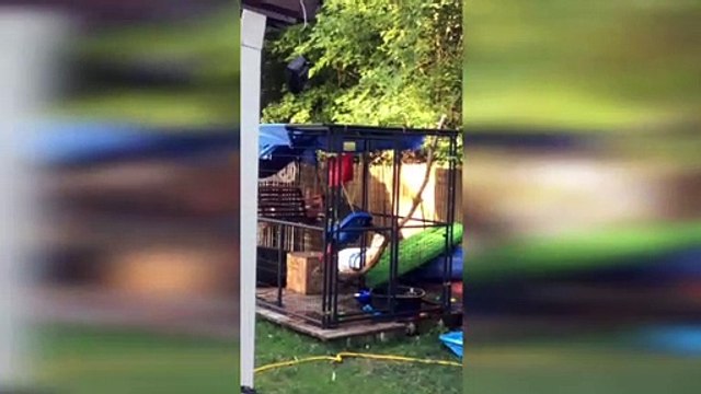 Racoons Spend Playtime on Swing