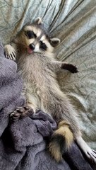 Tired Raccoon Takes a Break