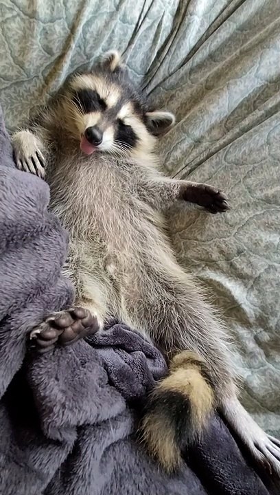 Tired Raccoon Takes a Break - video Dailymotion
