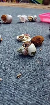 Hermit Crab Moving Between Homes