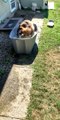 Dog Turns in Tub to Beat the Heat