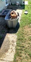 Dog Turns in Tub to Beat the Heat