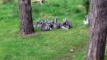 Lemurs Yorkshire wildlife park
