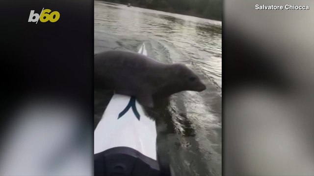 Seal-y Hitchhiker! Rower in Thames River Videos Seal Trying to Catch a Ride on Boat!