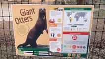 Giant Otters Yorkshire wildlife park