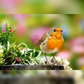 Beautiful small Birds | Beauty of Nature | Must Watch.