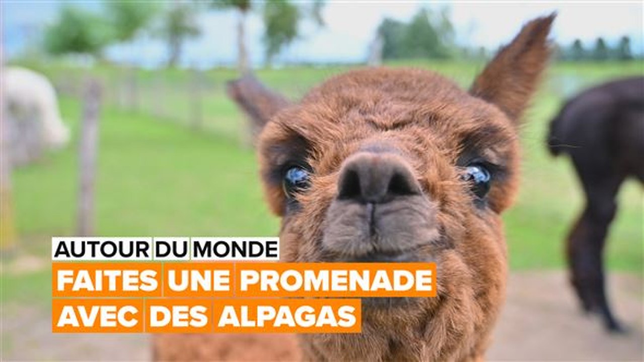 Autour du monde: les alpagas ne sont pas des pe...
