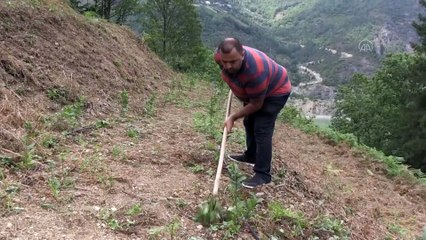 Artvin'de 50 dönüm alanda aronya üretilmesi hedefleniyor