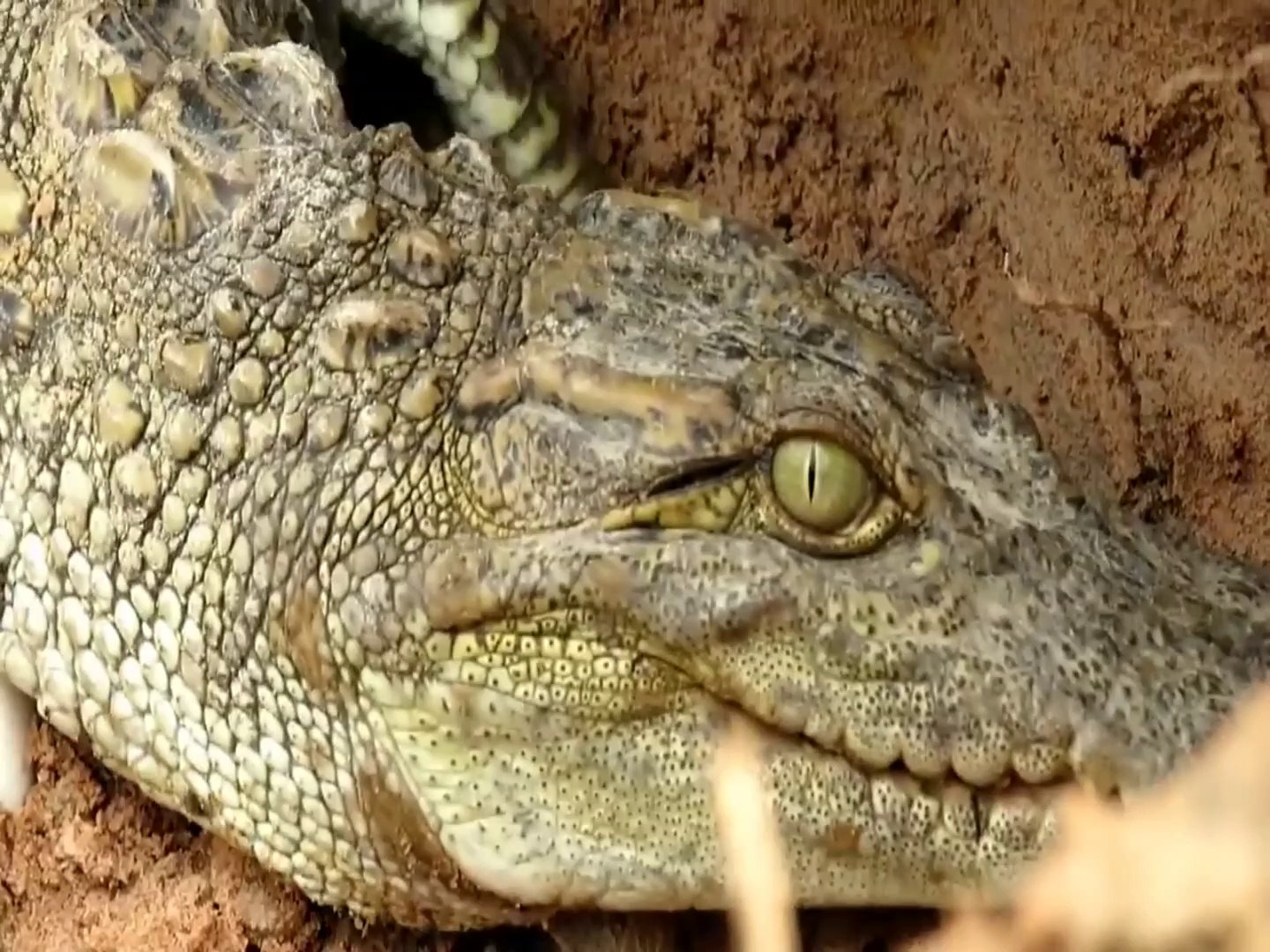 Crocodile Trap - Finding Crocodile Nest - Trap Crocodile In Underground Hole | Animal Trap