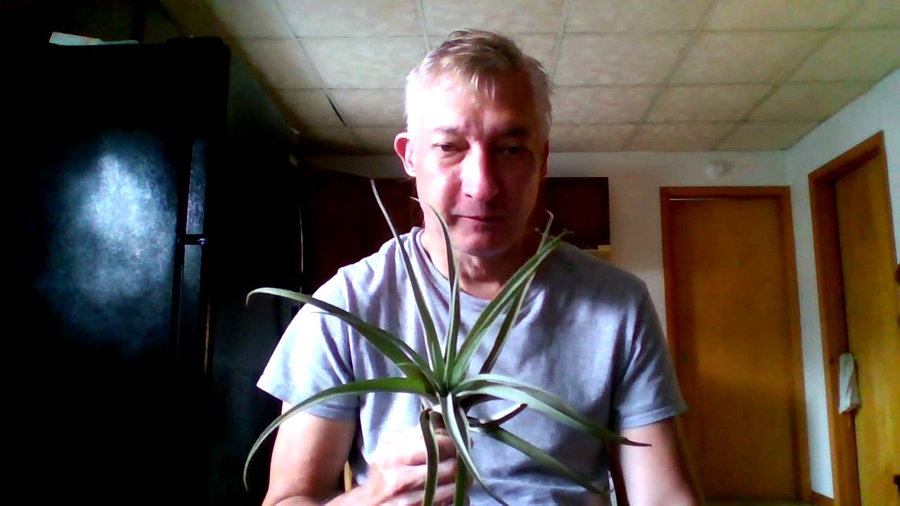 Tropical Air Plant 07/23/2020
