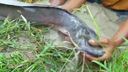 Amazing Fishing Bait -  Hunting By Baby Turtle Bait In Hole| Animal Trap