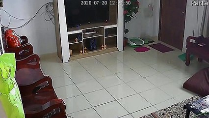 Playing Cats Cause TV to Crash