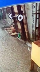 Happy Pooch Plays in the Rain