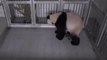 Chinese giant panda gives birth in South Korean zoo