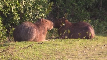Pandemia aumenta presencia de animales salvajes en un campo de golf en Brasil