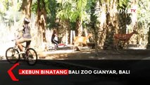 Serunya Bersepeda Ditemani Satwa Penghuni Kebun Binatang