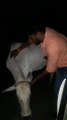 रिपोर्टर ने दुर्घटना से बचने के लिए बीच सड़क पर खड़ी गाय को प्यार से किनारे किया