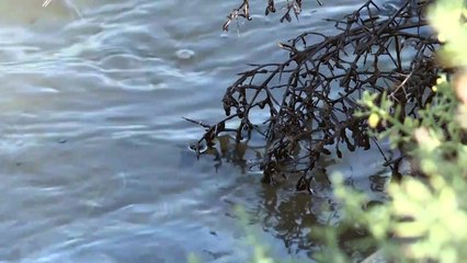 بقع نفط تتسرّب إلى نهر في شمال شرق سوريا وتضرّ بالمحاصيل والماشية